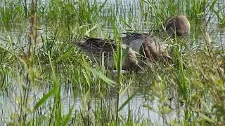 Feeding Garganeys Marshside RSPB [upl. by Inoue]