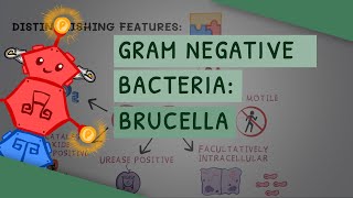 Gram Negative Bacteria Brucella [upl. by Eatton556]