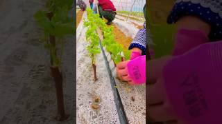 Grape Seedling Technique Full Steps satisfying HappyFarm85 [upl. by Eugirne]