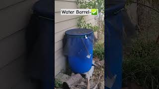 WATER BARREL IN FULL EFFECT MODE water conservation barrel gardening diy noguttersnoproblem [upl. by Arayc]