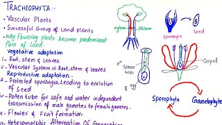 division of tracheophyta class 11 [upl. by Abigael]