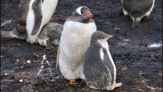 Birding Falkland Islands PENGUINS Galore and MORE [upl. by Tonya]