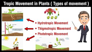 Tropic movement in plants  hydrotropism  chemotropism  phorotropism  geotropism in Hindi [upl. by Gnouv109]