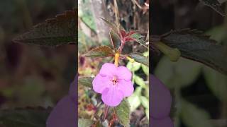 Achimenes plant bloomssubscribreliketrendingshortsshortvideosshortsviralmorningvibes [upl. by Oza]