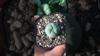 Lophophora Fricii lophophora [upl. by Carlee]