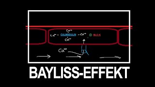 Bayliss Effekt einfach erklärt [upl. by Kcirrag]