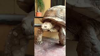 Sulcata tortoise 🐢 turtle omermehboobofficial viralvideo reptiles [upl. by O'Toole403]