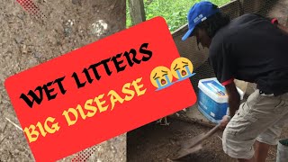 HOW I AVOID DISEASES ON MY CHICKEN FARM chicken [upl. by Toolis339]