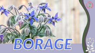 BORAGE Plant Growth Growing and Care Tips Borago officinalis [upl. by Eivol514]