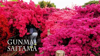 【Azalea and Wisteria blossoms】800 yearold Azalea tree 1200 yearold Wisteria treeつつじが岡公園 牛島の藤 [upl. by Peednama]