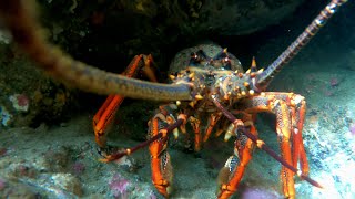 found crayfish kahawai blue maomao in goat island marine reserve freedive 10 meter sandy bottom [upl. by Nilloc]