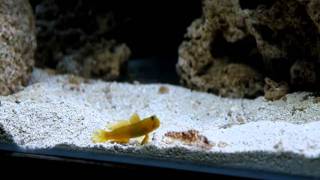 Yellow Watchman Goby and Tiger Pistol Shrimp Initial Pairing Pair First Time [upl. by Jeritah759]