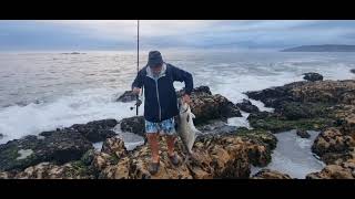 Big Garrick caught right in front of Beacon Island Hotel Plettenberg Bay [upl. by Refinnaj968]