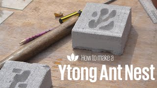 Ytong Ant Nest  How To  Definitive Guide [upl. by Imeon]