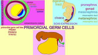 primordial germ cells [upl. by Aniratak]