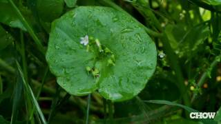 What Is Miners Lettuce  CHOW Tip [upl. by Buffo]