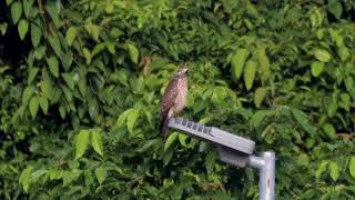 GreyFaced Buzzard Butastur indicus  Telok Blangah Hill [upl. by Eener]