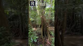 Pterocarpus Forestforyou puertorico travel viralvideo turismo forest nature boricua fauna [upl. by Polinski]