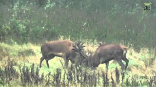 Edelherten gevecht Weerterbos 20130926 Natuurkanaal [upl. by Killian]