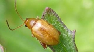 Biocontrol agents with Dr Jenny Dymock Entomologist [upl. by Ahsircal465]