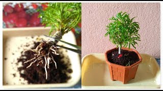 How To Grow Aralia From Cutting  Fusion Of Multiple Branch Cutting In Aralia amp its Repotting [upl. by Ettenor940]