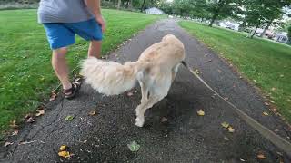 Piqua Ohio Evening Summer Walk [upl. by Atsugua]