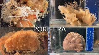 Porifera [upl. by Anairda909]