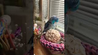 Miniature Parrot Plays with his Ball Parrot parrotlet [upl. by Anaehs373]