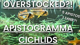 Overstocked APISTOGRAMMA CACATUOIDES  20 Gallon PLANTED Dwarf Cichlid Tank Low Tech [upl. by Noteloc384]