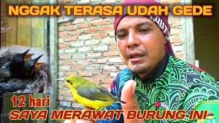 SUDAH TIBA WAKTUNYA UPDATE DAN RILIS BURUNG SOG0N [upl. by Hartnett]