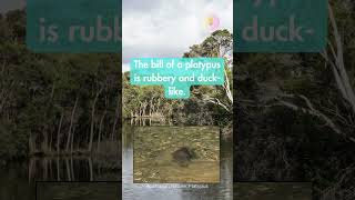 Did you know about Platypuss ducklike bill australia nature platypus marsupials mammals [upl. by Danice]