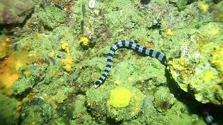 Laticauda colubrina Yellow lipped sea krait [upl. by Aradnahc]