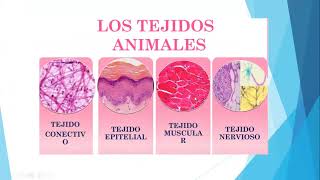 Repaso de Histología vegetal y animal  5to de Secundaria [upl. by Nile]