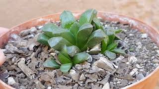 Haworthia Retusa CUIDADOS  Haworthia Retusa CARE [upl. by Ihtac]