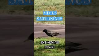 Estornino comuna14 birds parquelasheras shortsvideo shortvideo paloma sturnusvulgaris nature [upl. by Aihcela]