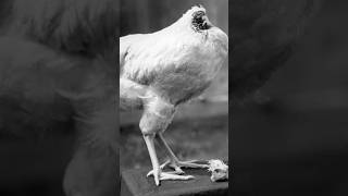 Headless chicken  explore facts information shorts viralshort viralshorts [upl. by Ube]