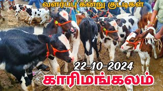 karimangalam cow market Biggest HF cow Jersey cow market Dharmapuri district [upl. by Ballou]