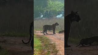 Collarwali Tigress With Cubs Karhandla Zone 31st October 2024 [upl. by Busiek]