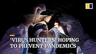 ‘Virus hunters’ in the Philippines study bats to prevent future pandemics [upl. by Bonita]