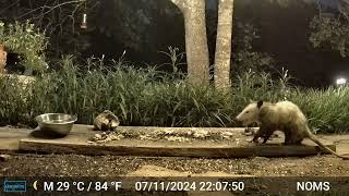 Female Opossum July 11 2024 10pm [upl. by Wildermuth653]