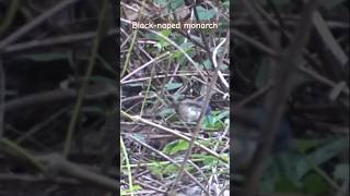 Blacknaped monarch birds jungle nallamalaforest [upl. by Honoria]