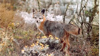 Island Fox Visits Historical Nest 111023 West End Overlook Eagle Cam Catalina Island Exploreorg [upl. by Nnomae617]