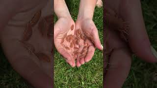 Handful of P magnificus 🧡 insects bug isopods [upl. by Ferino570]