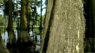 Caddo Lake State Park Texas [upl. by Ahtebat620]