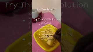 🐀 Get Rid of Rats Safe amp Effective Home Solution 🌱 PestControl [upl. by Nylahs956]