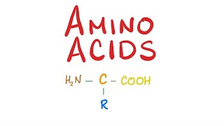 Bio Special Amino Acid Metabolism  Branched chain amp Acidic amp Basic Aliphatic Amino Acid [upl. by Ymaral]