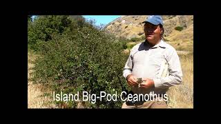 Ceanothus Ceanothus arboreus and C megacarpus v insularis Santa Cruz Island [upl. by Yelloh]