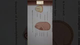 MORPHOLOGY OF FLOWERING PLANTS Structure of a monocotyledonous seed neet [upl. by Rigby]