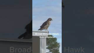 Broadwinged Hawk [upl. by Tomkin]