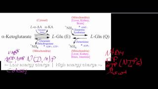 Biochemistry  Amino Acid Catabolism to αKetoglutarate [upl. by Obbard73]